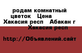 родам комнатный цветок › Цена ­ 250 - Хакасия респ., Абакан г.  »    . Хакасия респ.